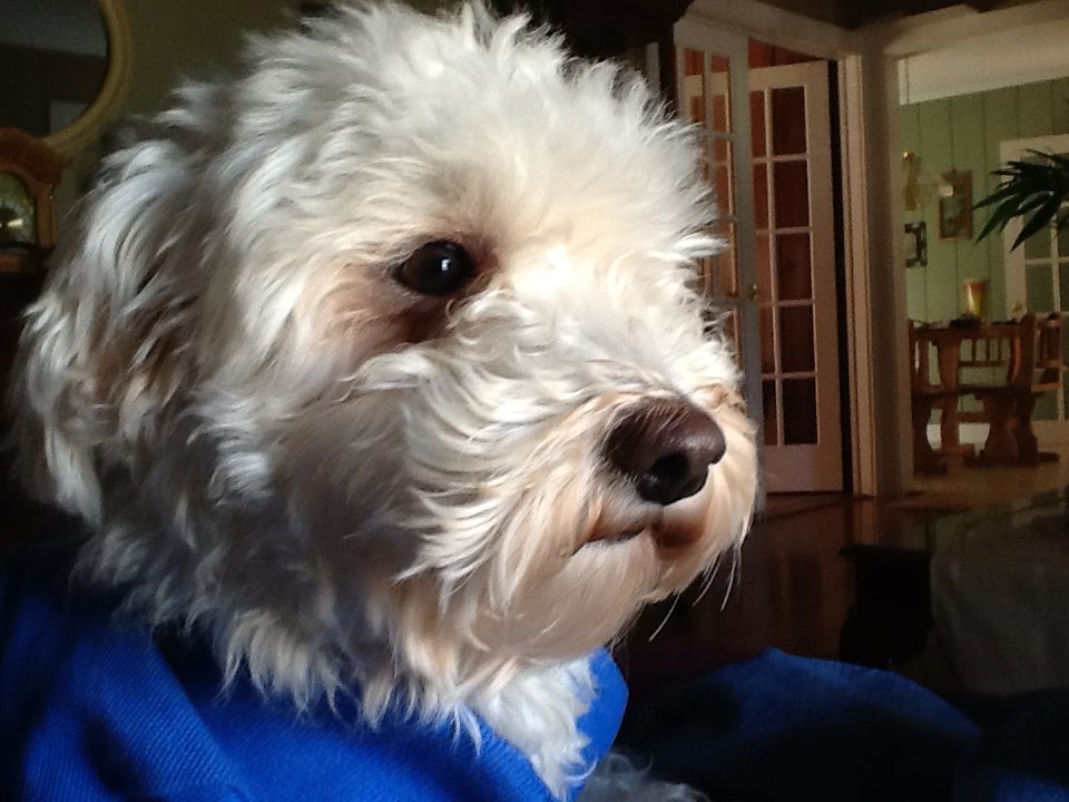 Benji close-up