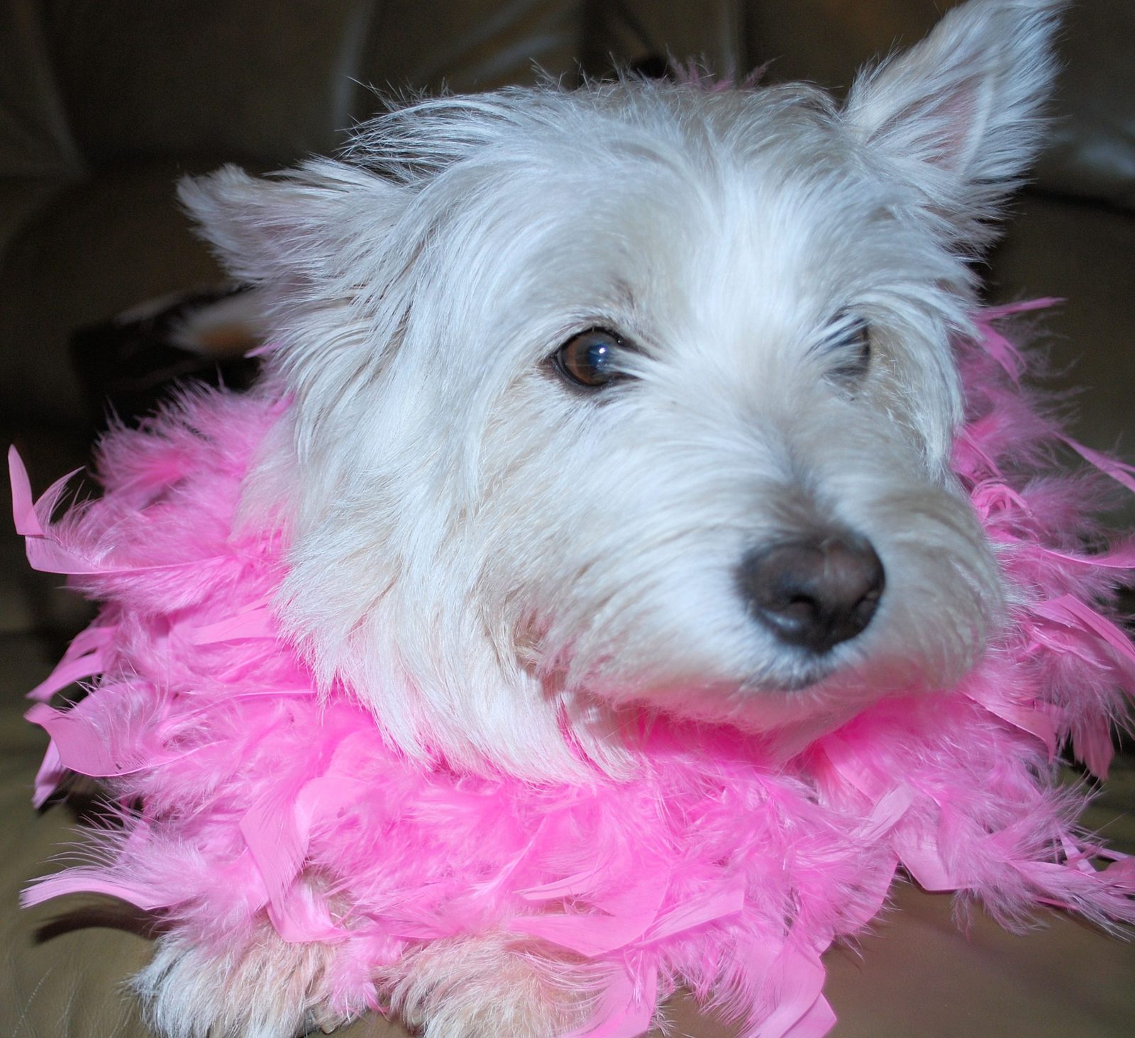 Nogano in a pink feather boa